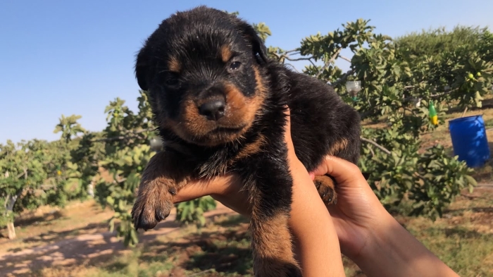 Chiots Rottweiler