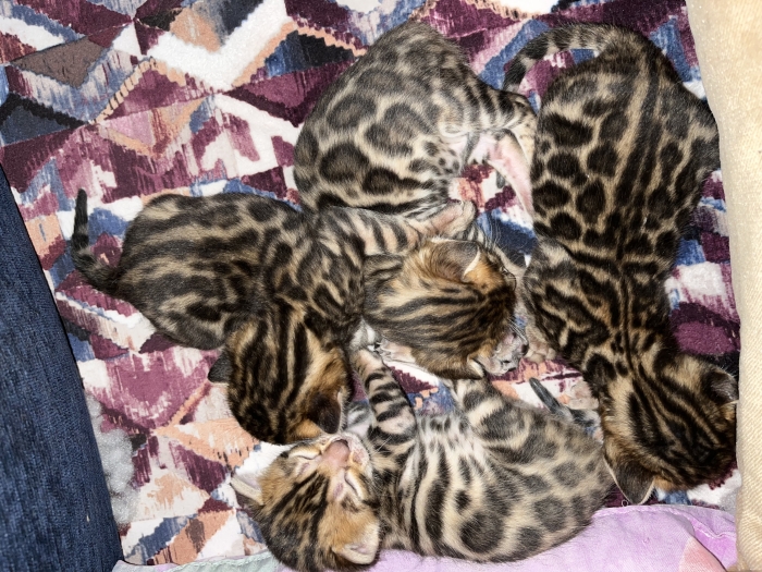 Magnifiques chatons Bengal disponibles – Kenitra 🐆