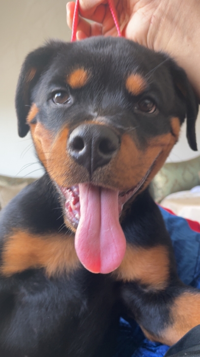 Rottweiler 4 mois
