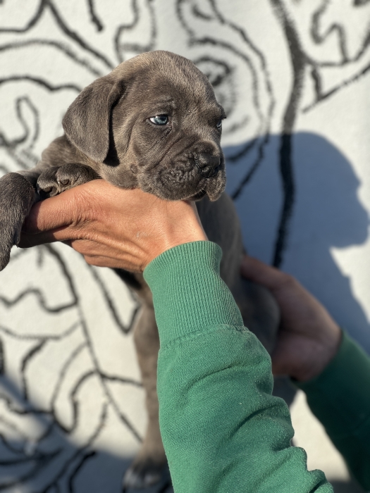 Cane corso bleu yeux bleus