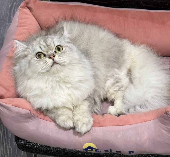 British longhair silver