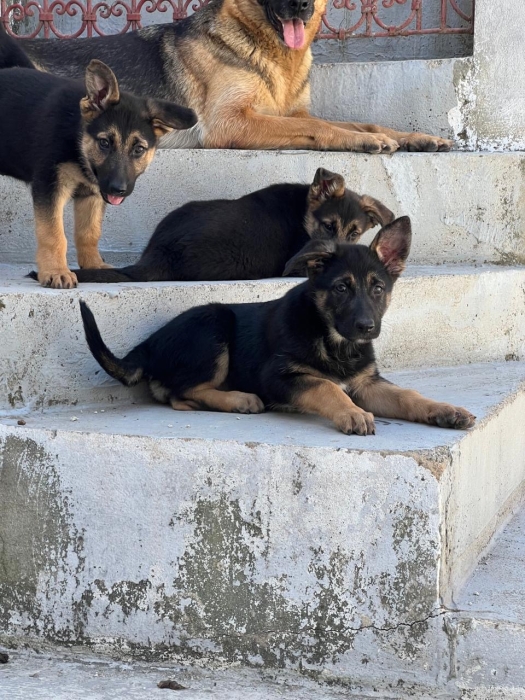 CHIEN BERGER ALLEMAND
