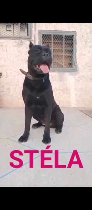 Femelle cane corso noir race pure