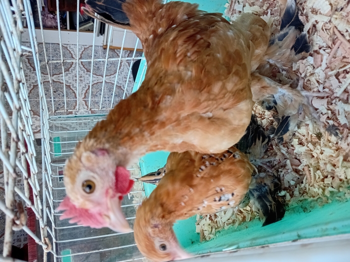 ذكر وأنثى دجاج البانطام