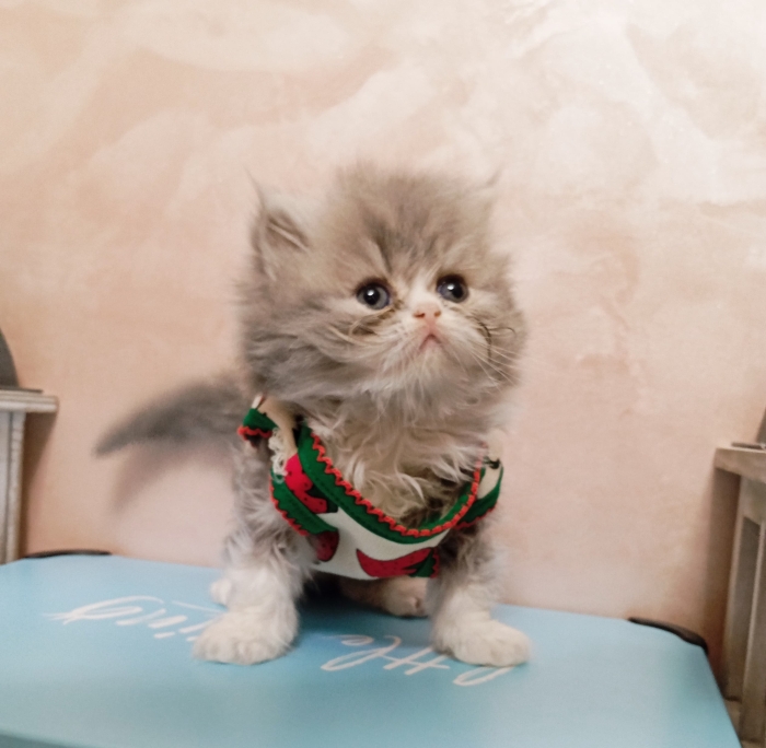Kitten chinchilla
