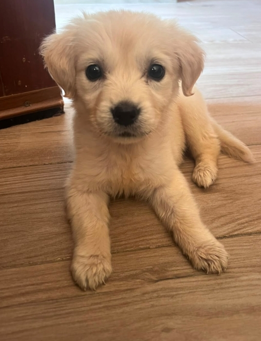 Golden retriever