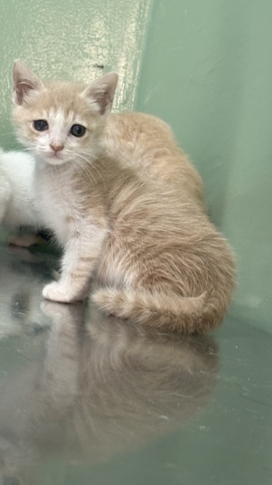 Adoption (pas de vente)
