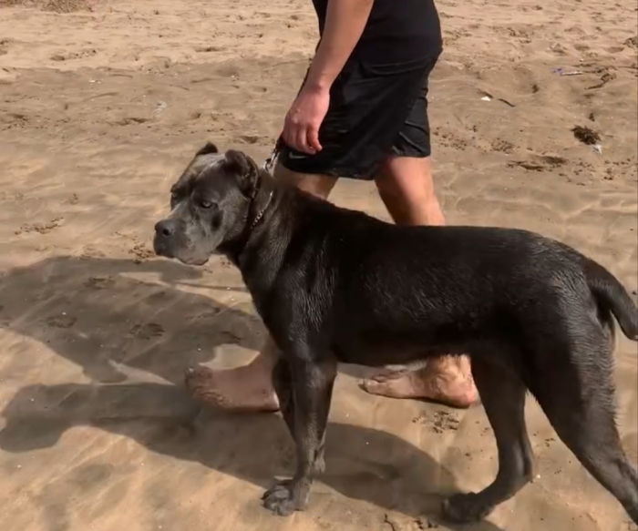 Femelle cane corso race pure 8 mois