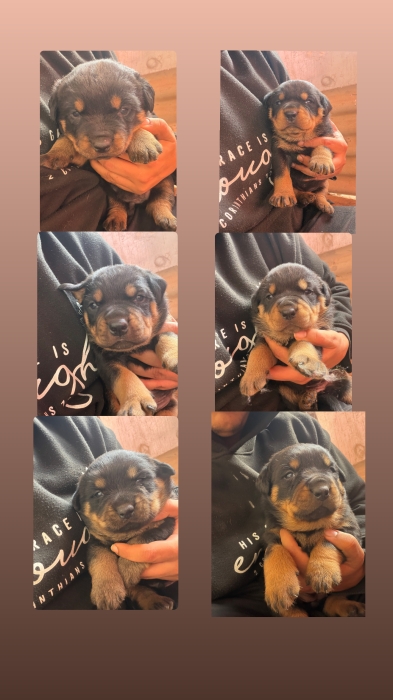 Rottweiler puppy’s