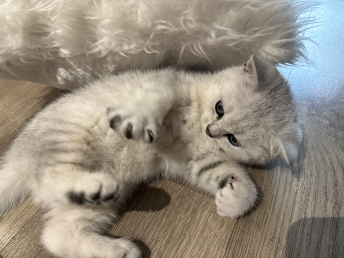 Chat scottish straight