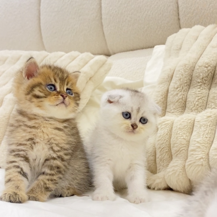 Chatons Scottish fold & British