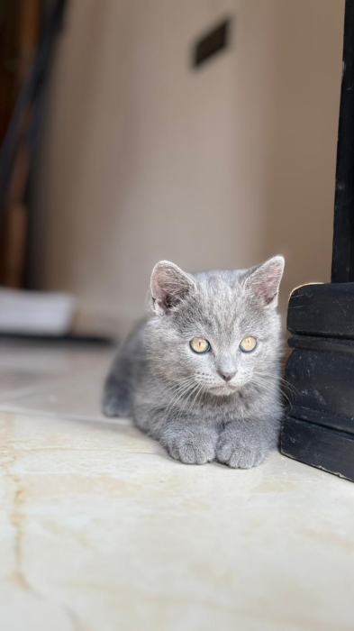 British shorthair , scottish fold
