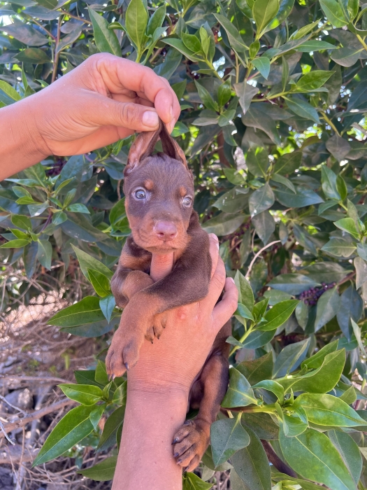 Doberman