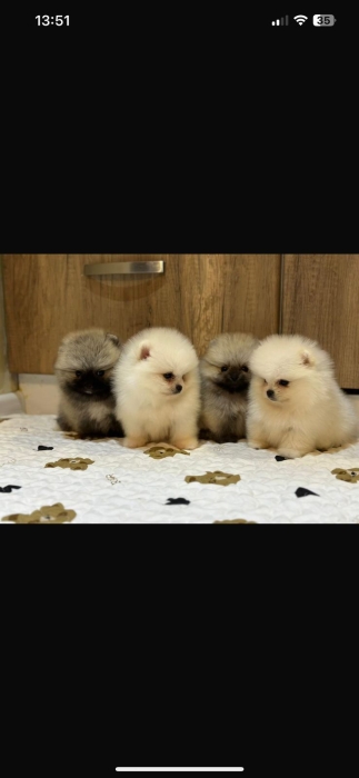 spitz nain loulou de pomeranie