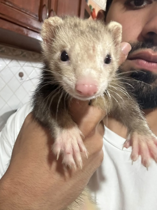 furet domestique