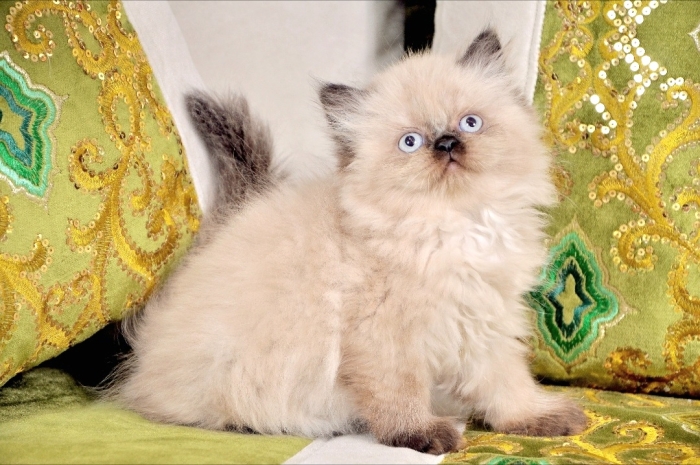 Chat persan