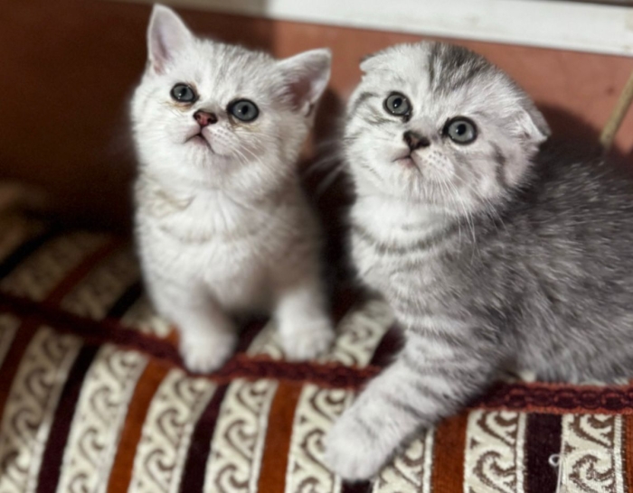 Scottish Fold et Scottish Straight. A vendre