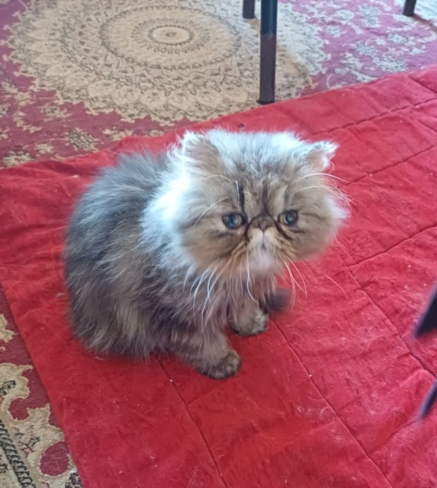 Femelle persan 3 mois