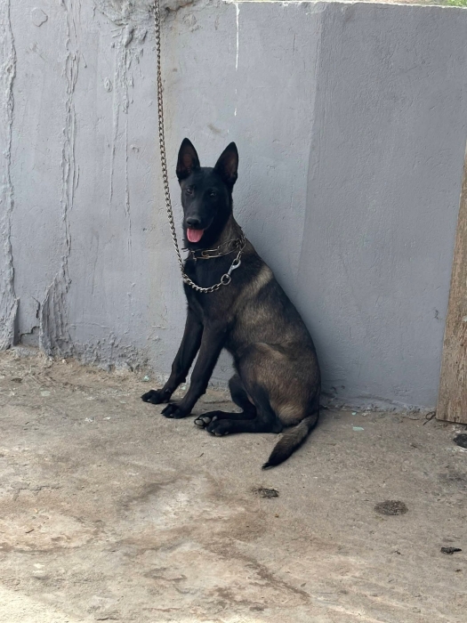 Super femelle malinois trés charboni