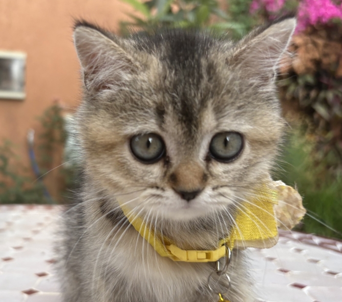 Sublime chatton Scottish longhair(2mois) avec carnet de vaccination