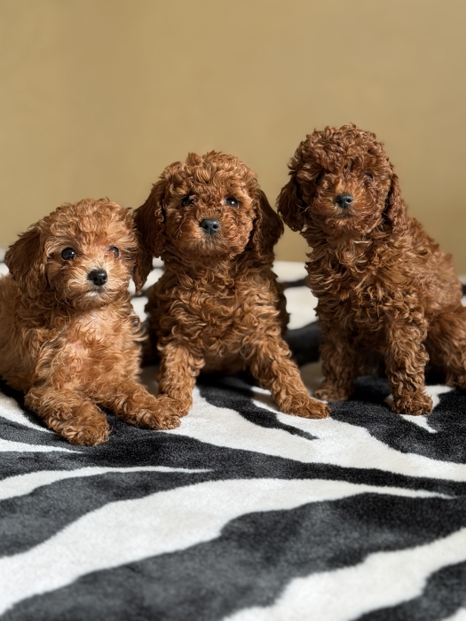 Chiot poodle teacup