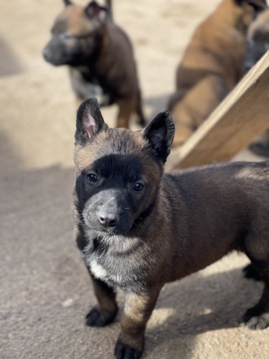 Chiots Malinois Pur race