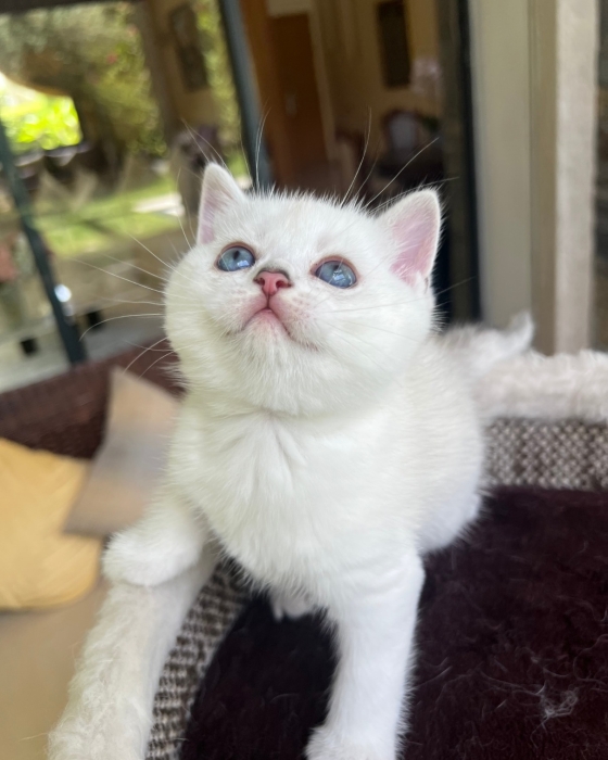 Chatons British et scottish