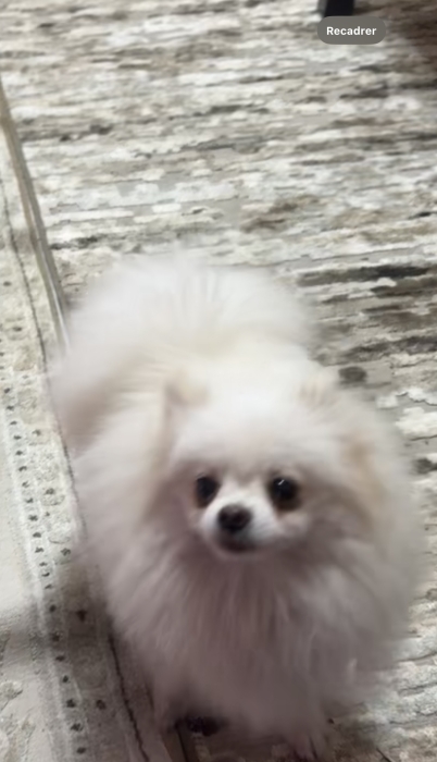 Spitz Pomeranian