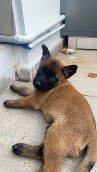 Malinoi