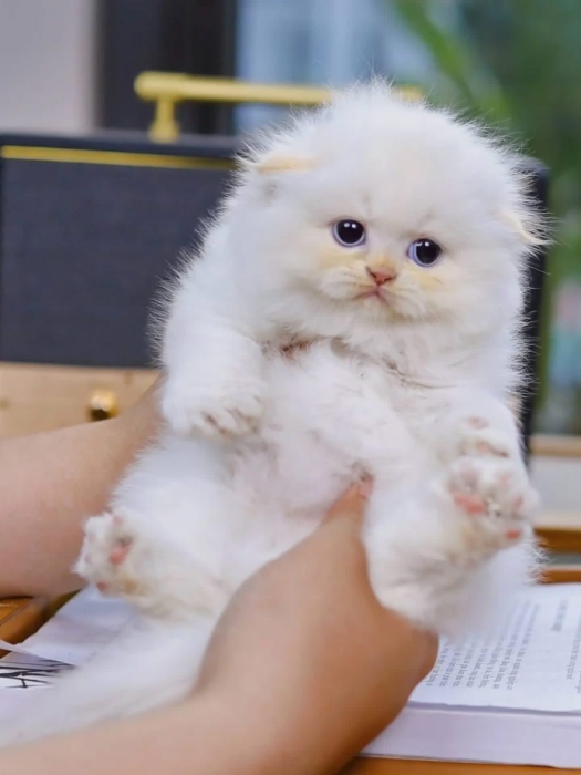 Chaton Scottish fold
