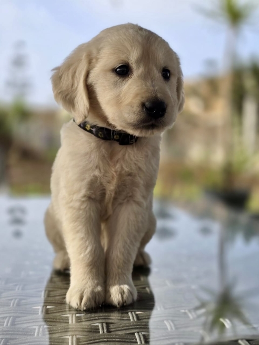 Chiots Golden Retriever