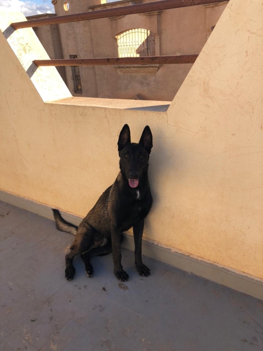 Malinois charbonne pure race age 1 ans