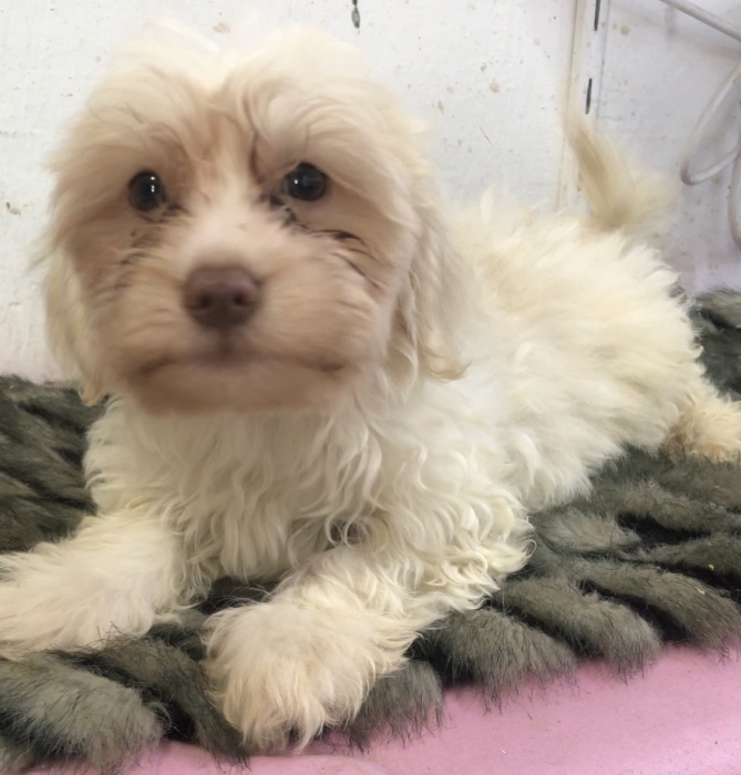 Bichon maltais