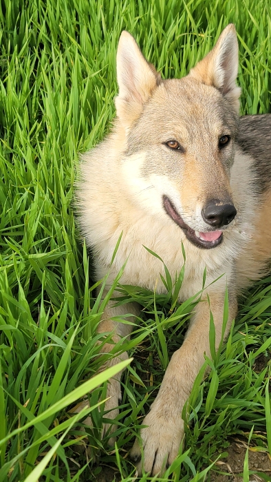 Chiot chien Loup Tchécoslovaque 7 mois