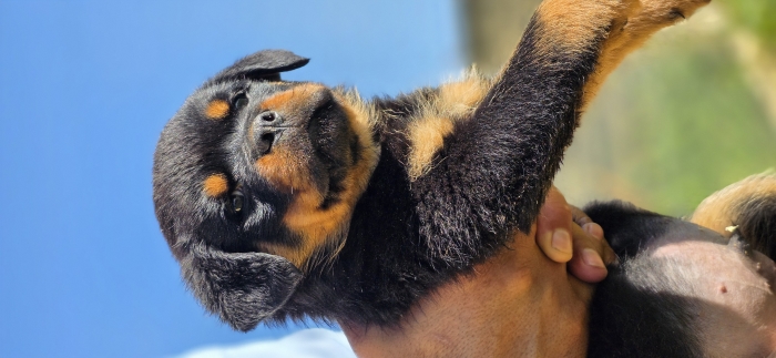 Top ROTTWEILERS avec un excellent PEDIGREE