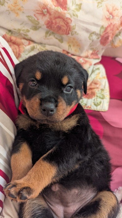 Chiot rottweiler