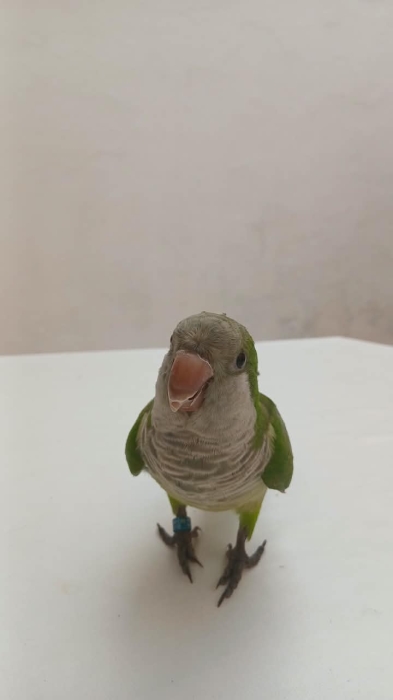 Quaker vert (Conure veuve)