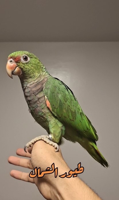 Perroquet Amazoni