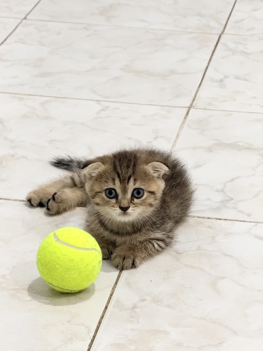 Scottish Fold