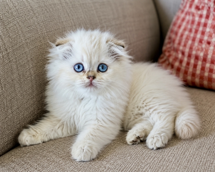 Chaton Scottish fold