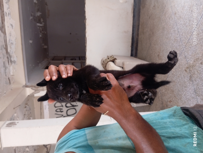 Chiot malinois charboni