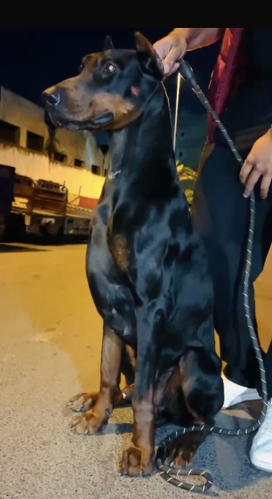 Doberman