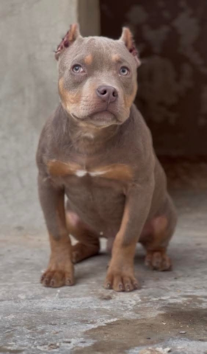 American bully