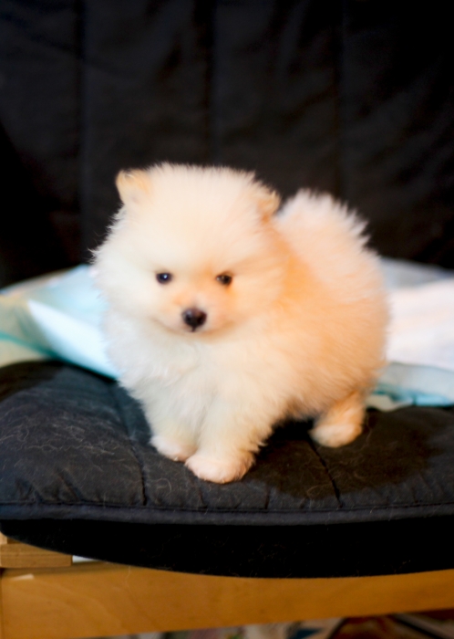 chiots loulou de pomeranie nain