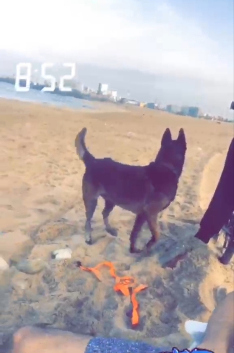 Male malinois charboni race pure