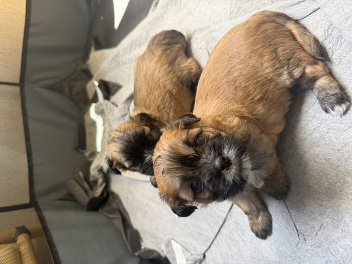 shih tzu