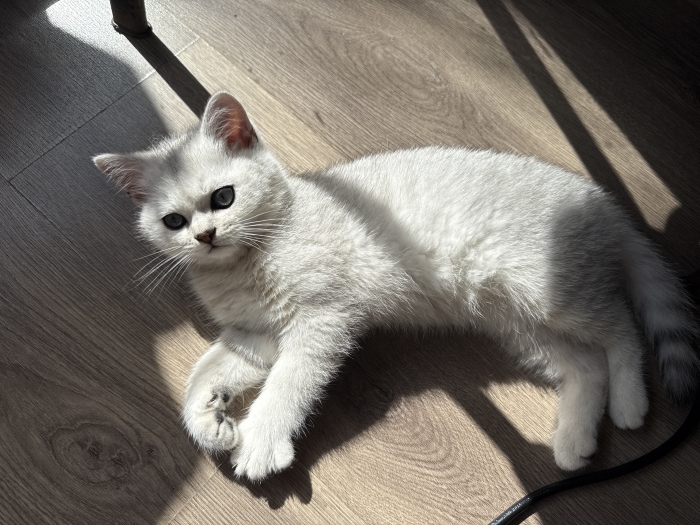 Scottish straight male