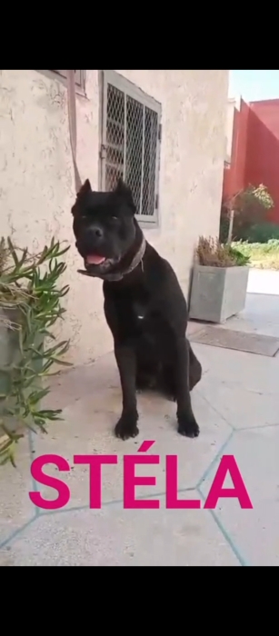 Femelle cane corso noir race pure