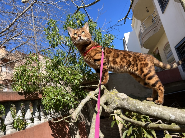 Magnifiques chatons Bengal disponibles – Kenitra 🐆