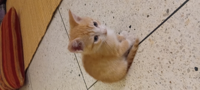 Chaton à donner